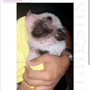 Meet your Posher, Anj